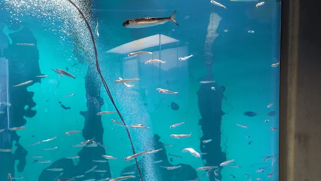 長崎ペンギン水族館へ行ってきましたのでご案内いたします！