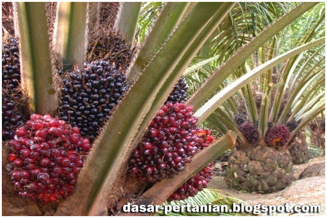  Memiliki kebun sawit yang unggul dan berkualitas yakni impian semua petani sawit Cara Ampuh Agar Sawit Dapat Berbuah Secara Teratur