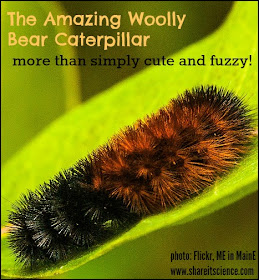 woolly bear caterpillar 