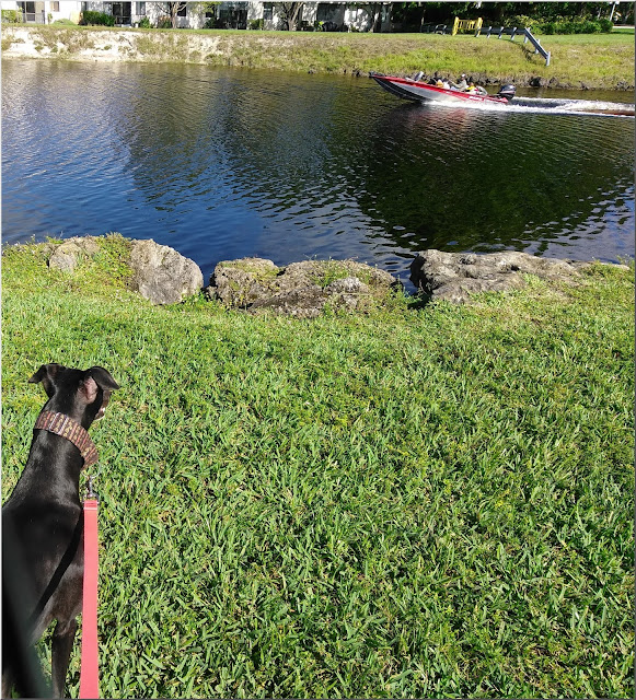 Dusty watches a boater on Stranahan River at Tamarac Veterans Park