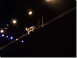 A cat on the high wire act.