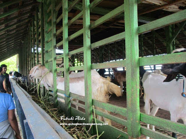 kambing suku samin