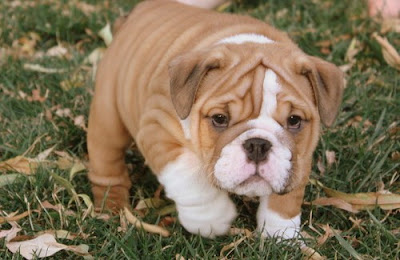 English-Bulldog-Puppy-resource-galore