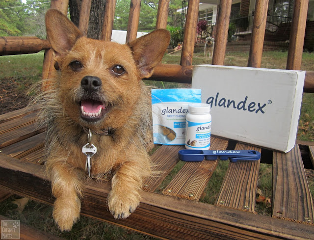 Jada and Glandex anal gland supplement products