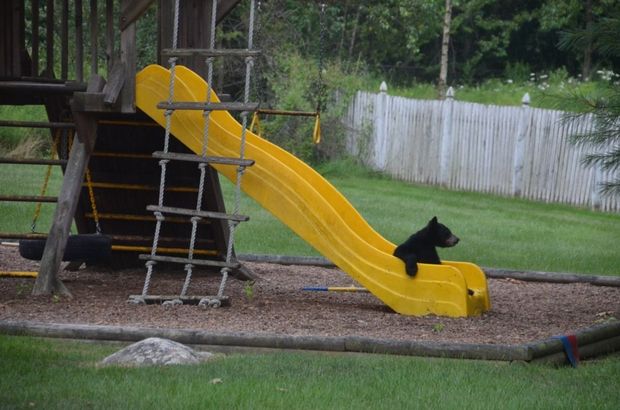 Baby bears play on slide (5 pics), baby bear pictures, bear cubs, bear family, funny bear pictures