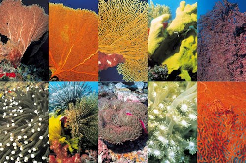 Fotografías de corales en el fondo marino I