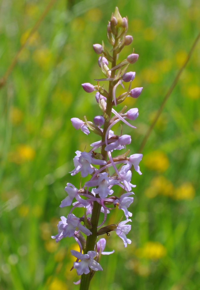 Orchis moustique