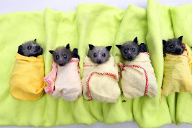 Bats tucked in tightly, cute bat pics