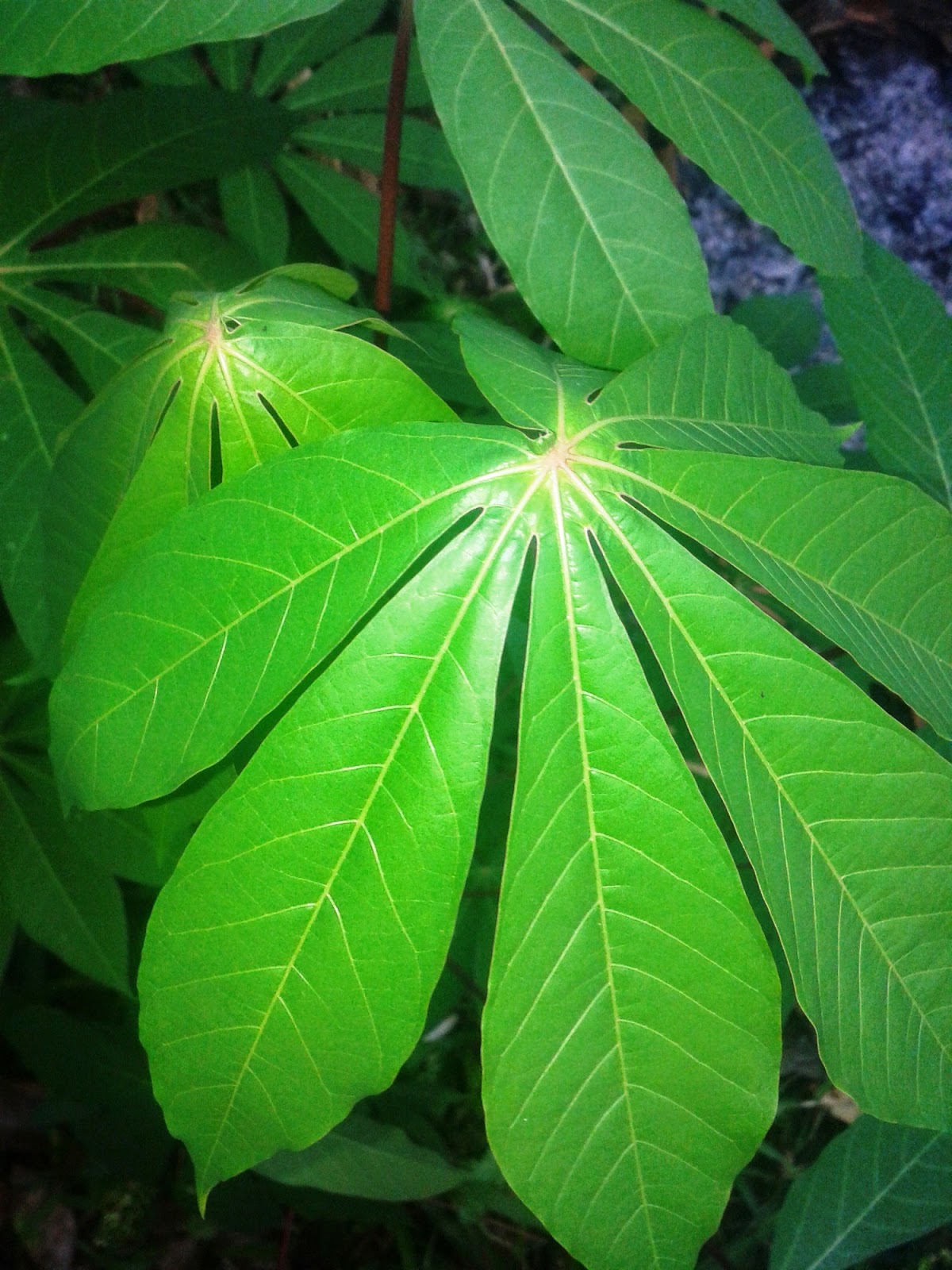  Daun  Singkong  Ketela Pohon Ubi Kayu Foto Lepas