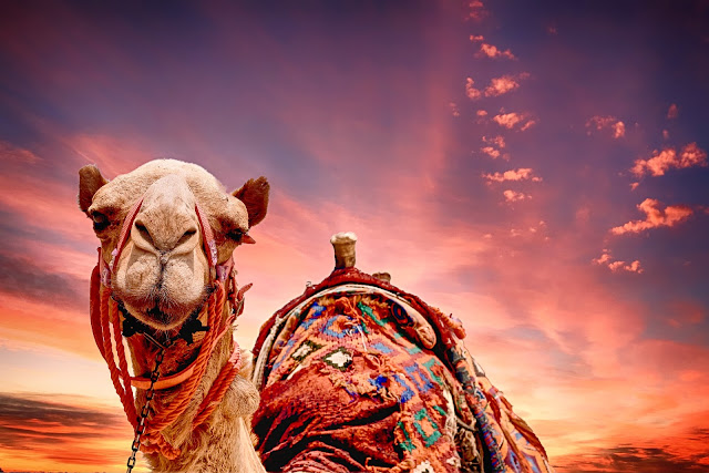 Camel Ready for the Festival