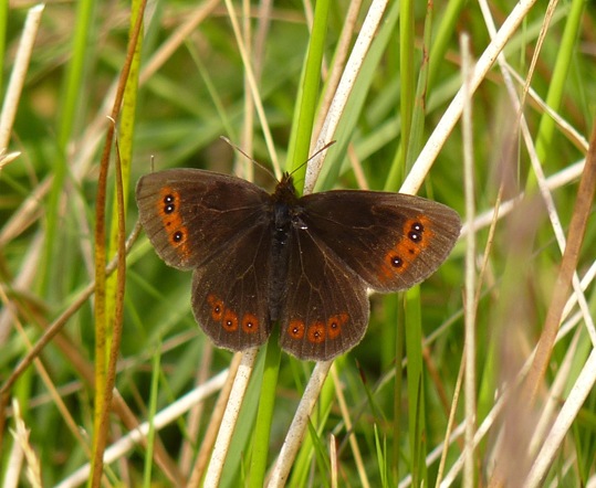 scotch argus