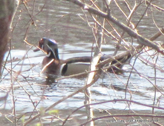 Wood Duck