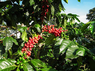 Coffee fruits Eje Cafetero Colombia