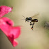 Linot : Lebah Tanpa Sengat Yang Penuh Manfaat