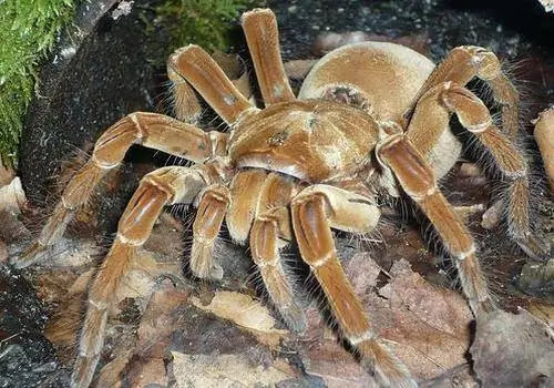 The World's Largest Spider Goliath Birdeater
