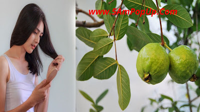 The Benefits Of Guava Leaf Tea | अमरूद के पत्तों की चाय के फायदे