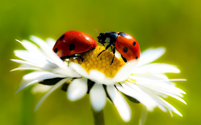 Lente met twee lieveheersbeestjes op een madeliefje