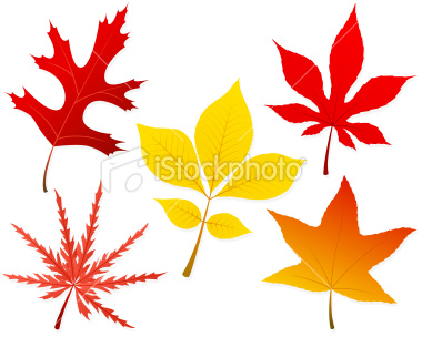 fall leaf  identification