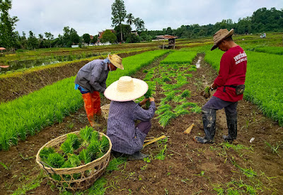 Farmer life in Pua, North Thailand