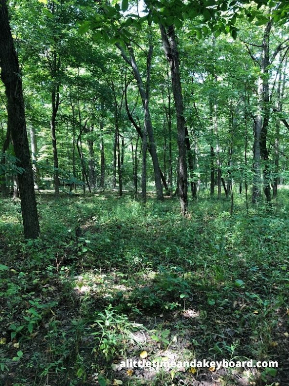 While dense, the forest opened up letting the sun shine in.