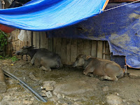 sapa vietnam cosa fare e vedere