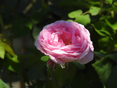 rosa, rosa popular,petalos, naturaleza, plantas, tés híbridos