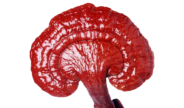 Etapas de Crecimiento del Ganoderma Lucidum