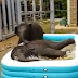 Baby Jumbo having bath in baby pool