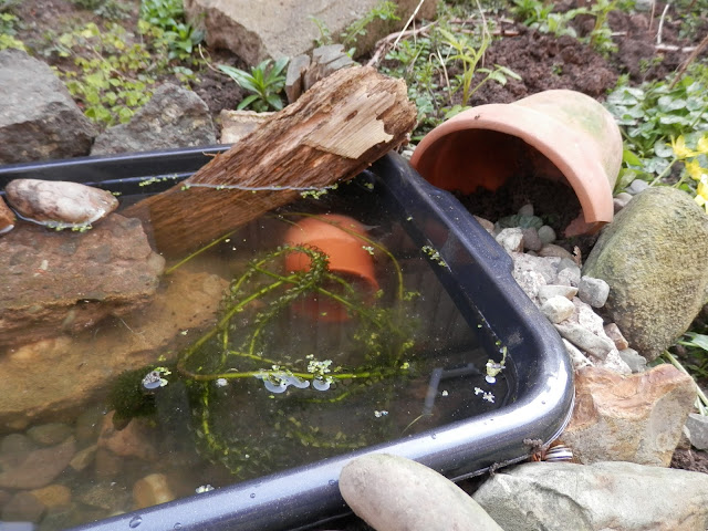 Diary of a suburban edible garden, March 2017. By UK garden blogger secondhandsusie.blogspot.com #gardening #gardenblogger #polyculture #ediblegarden #suburbangarden