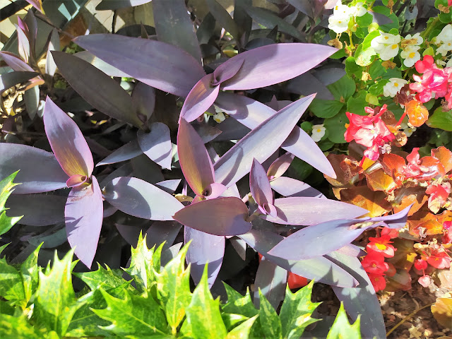 Amor de hombre (Tradescantia pallida (Rose) D.R.Hunt).