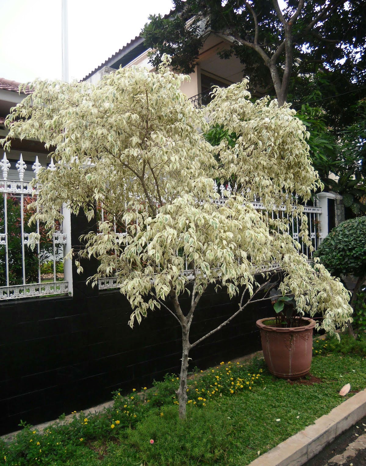 Jual Pohon Beringin Putih  beringin variegata  pohon 