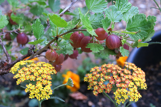 Ripe Hinnonmake red gooseberries growing next to yellow Achillea