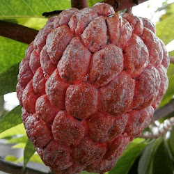 Jual Bibit Buah Srikaya Tanaman Merah Melayani Partai