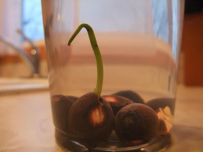 how to grow a lotus in a bowl of water