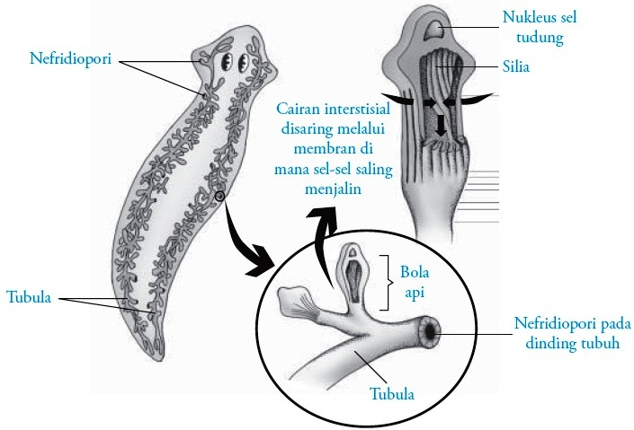 SISTEM EKSRESI PADA HEWAN - Biologi Buanget