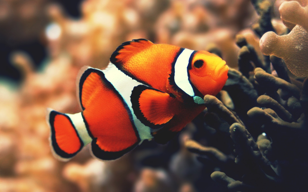  Gambar  Kartun Ikan  Nemo  Gambar  NOP