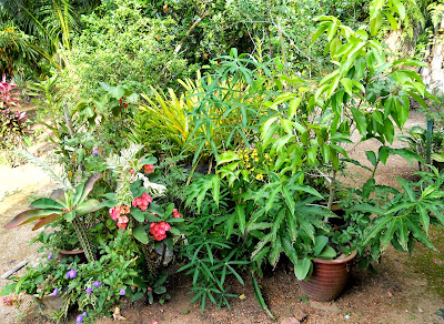 sekelompok pokok bunga setenang kampung halaman