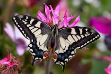 This photo shows a swallowtail butterfly sitting on a pink flower. The butterfly has black wings with white spots and long, tail-like appendages. The flower has five pale pink petals.