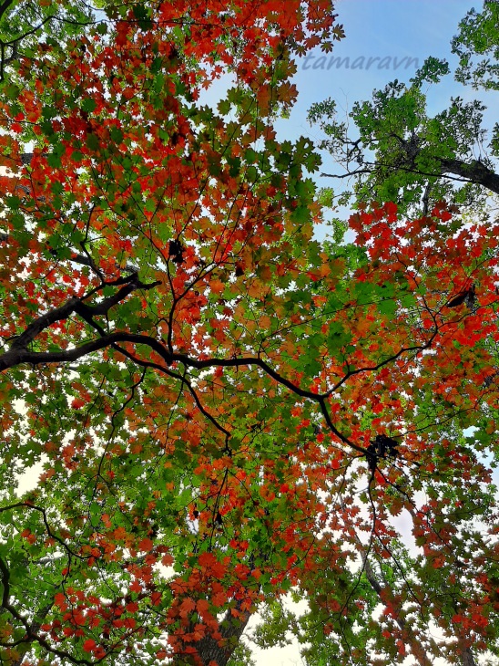 Клён ложнозибольдов (Acer pseudosieboldianum)