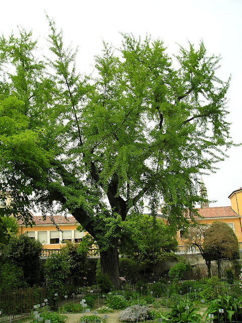 Colecciones de plantas en el Jardín Botánico de Padua