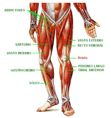 músculos de la extremidad inferior