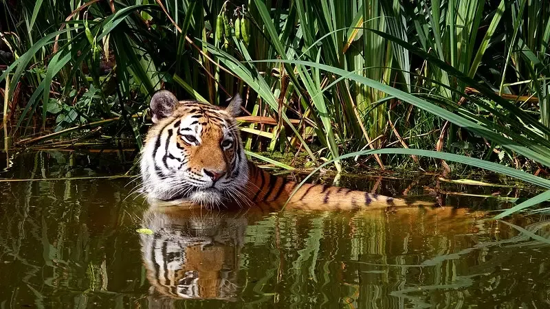 সুন্দর বনের রয়েল বেঙ্গল টাইগার