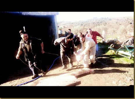 Matança do porco, em castelo branco mogadouro 02