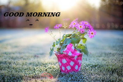Good Morning Flower Image Download