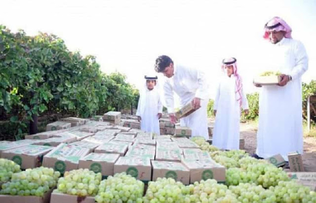 Saudi Arabia is producing 101,000 tons of Grapes annually in over 10 regions - Saudi-Expatriates.com