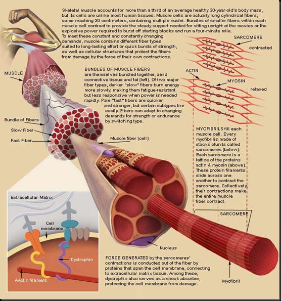 sciam.muscle.1