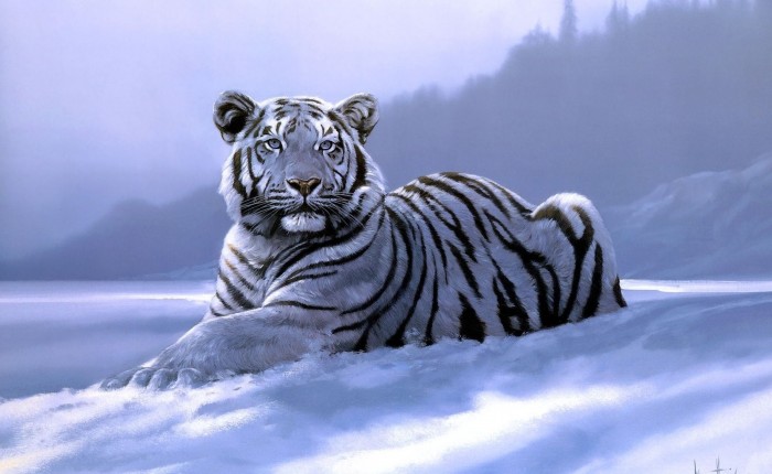 Gambar Harimau Putih Terbaru