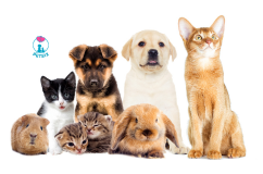 "The Evolving Ties: Navigating the Future Landscape of Pet Companionship"