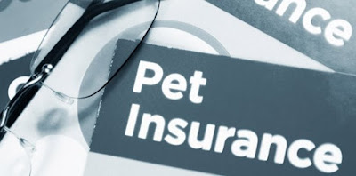 pet insurance compare