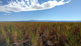 evidence of water in the desert- often below ground